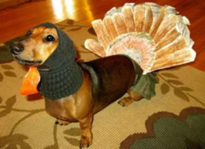 dachshund dressed up like a turkey