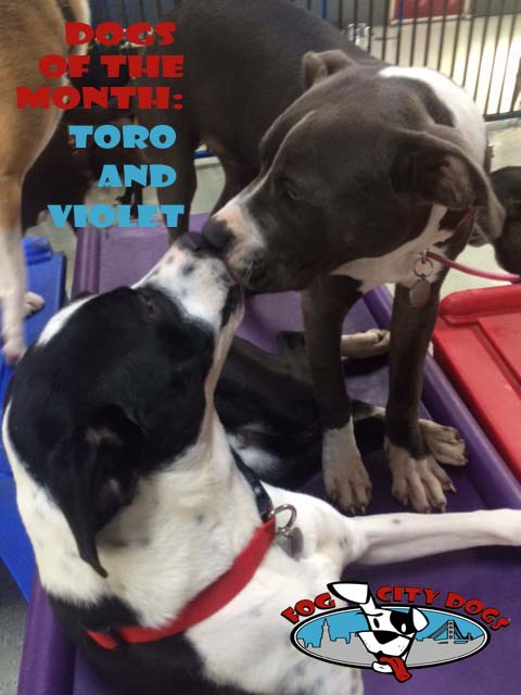 Toro and Violet