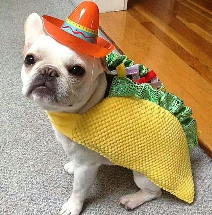 dog in a taco costume